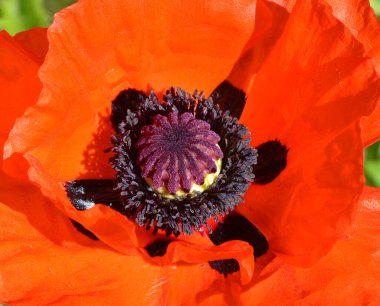 Bahçe parkındaki gelincik, Papaveroideae familyasından bir çiçek bitkisidir..