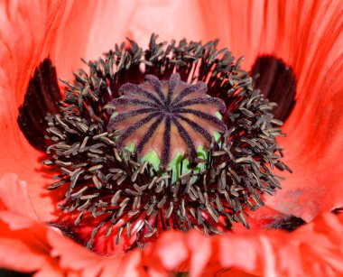 Bahçe parkındaki gelincik, Papaveroideae familyasından bir çiçek bitkisidir..