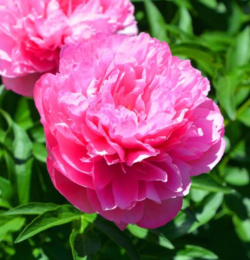 Bahçe parkındaki şakayık