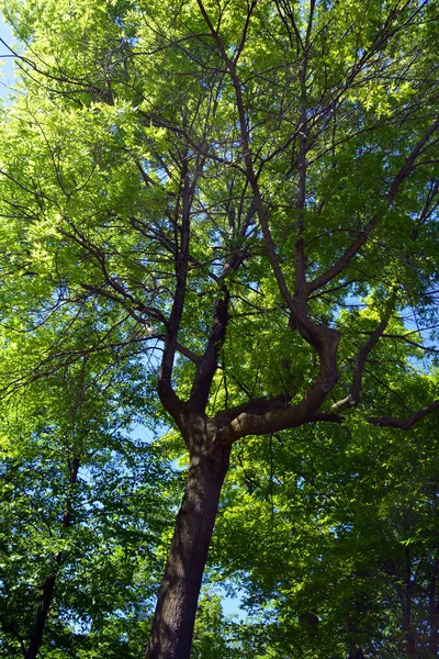 Baum Von Unten Frühling Quebec Kanada — Stockfoto