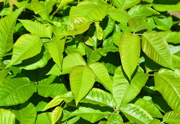 Toksykodendron Radicans Powszechnie Znany Jako Wschodni Bluszcz Trujący Jest Alergiczną — Zdjęcie stockowe