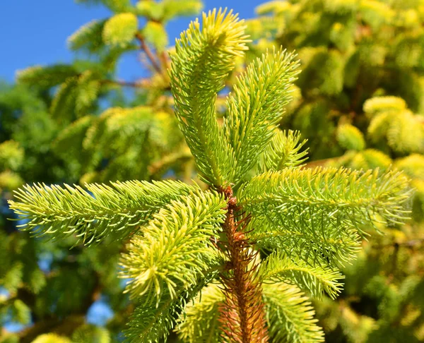 Picea Abies Norvég Lucfenyő Vagy Európai Lucfenyő Egy Észak Közép — Stock Fotó