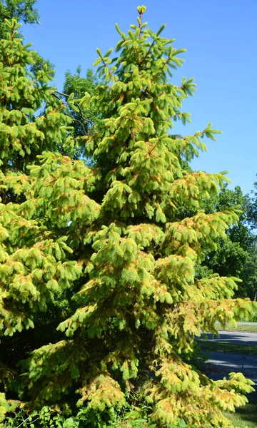 Picea Abies Norveç Ladini Veya Avrupa Ladini Kuzey Orta Doğu — Stok fotoğraf