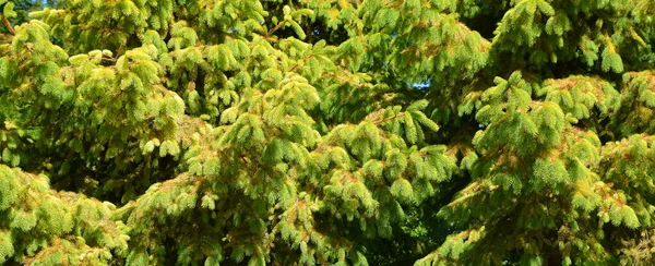 Picea Abies Świerk Norweski Lub Świerk Europejski Jest Gatunkiem Świerku — Zdjęcie stockowe