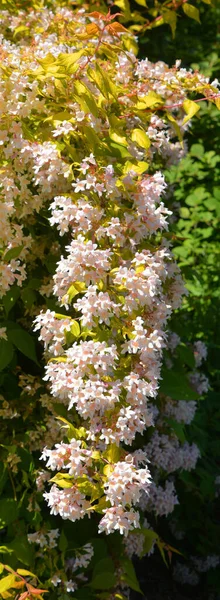 Linnaea Amabilis Also Known Synonym Kolkwitzia Amabilis English Name Beauty — Stock Photo, Image