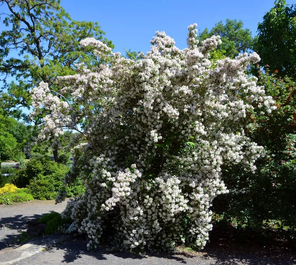 Prachtige Bomen Zonnig Park — Stockfoto