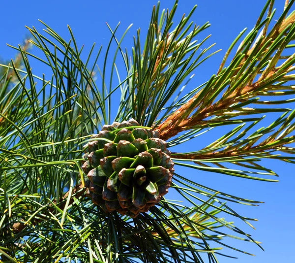 Cone Pinus Koraiensis Вид Сосни Відомий Корейська Сосна — стокове фото