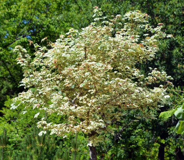Acer Campestreは フィールドメイプルとして知られており サピンドクレース科の開花植物種です 東アメリカと中央アメリカの木は — ストック写真