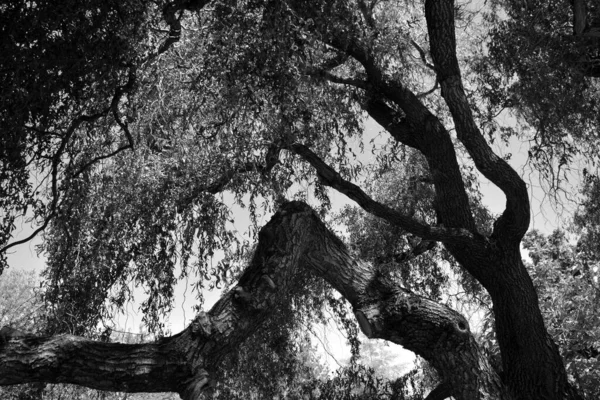 Salgueiros Salgueiros Osiers Formam Gênero Salix Cerca 400 Espécies Árvores — Fotografia de Stock