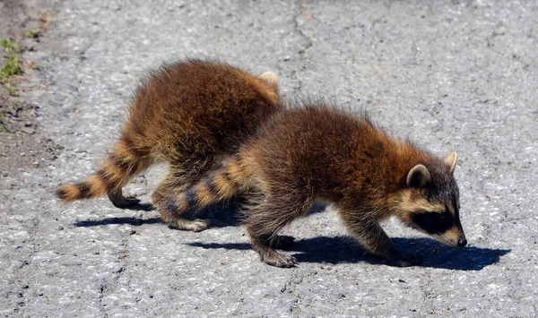 Baby Wasbeer Wasbeer Gewone Noord Amerikaanse Noordelijke Wasbeer Colloquially Als — Stockfoto