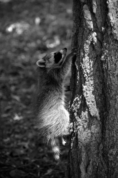 Baby Raccoon Racoon Common North American Northern Raccoon Colloquially Coon — Stock Photo, Image