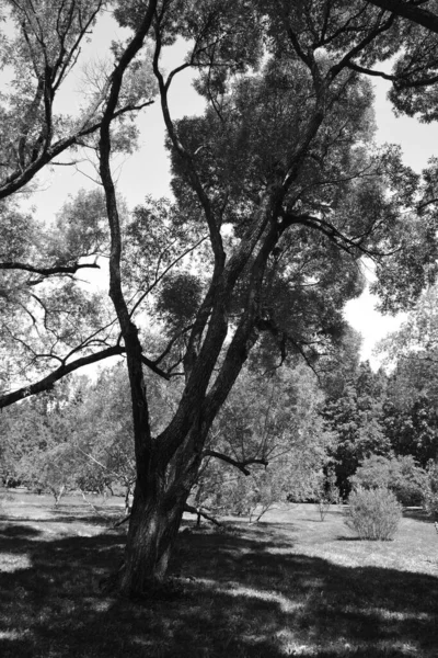 Salgueiros Salgueiros Osiers Formam Gênero Salix Cerca 400 Espécies Árvores — Fotografia de Stock