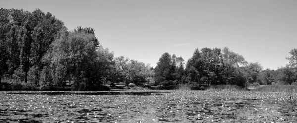 Pole Vodního Lilie Nymphaeaceae Čeledí Kvetoucích Rostlin Příslušníci Této Rodiny — Stock fotografie