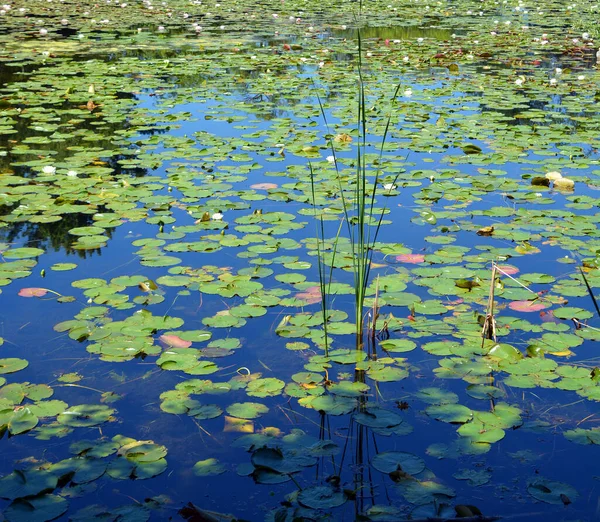 Veld Van Waterlelie Nymphaeaceae Een Botanische Naam Voor Een Familie — Stockfoto