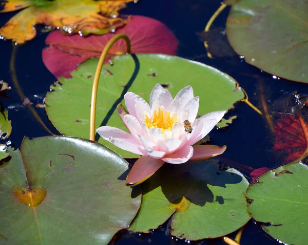 Λιβάδι Νούφαρα Nymphaeaceae Είναι Μια Οικογένεια Ανθοφόρων Φυτών Μέλη Αυτής — Φωτογραφία Αρχείου