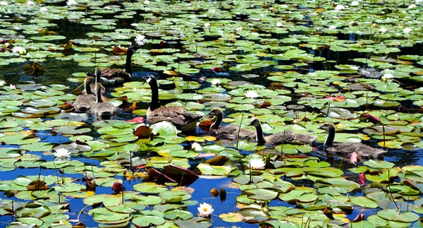 Οικογένεια Χήνας Του Καναδά Branta Canadensis Είναι Ένα Μεγάλο Είδος — Φωτογραφία Αρχείου