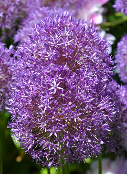 Gênero Cebola Allium Compreende Plantas Com Flores Monocotiledóneas Inclui Cebola — Fotografia de Stock