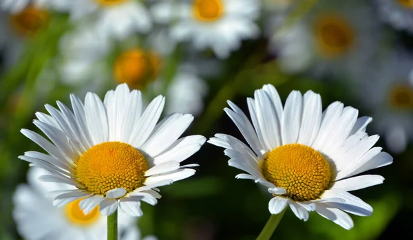 Eucanthemum Vulgare Margherita Occhio Bue Margherita Occhio Bue Una Pianta — Foto Stock