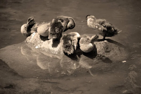 Baby Stockente Oder Wildente Anas Platyrhynchos Ist Eine Streichelnde Ente — Stockfoto