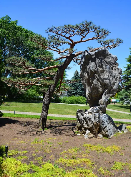 Bonsái Gigante Sring Garden Canadá — Foto de Stock