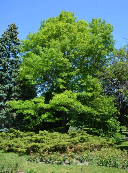 Summer Garden Landscape Montreal Quebec Canada — Stock Photo, Image