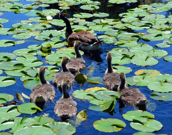 Kanada Liba Branta Canadensis Család Egy Nagy Vadliba Faj Fekete — Stock Fotó