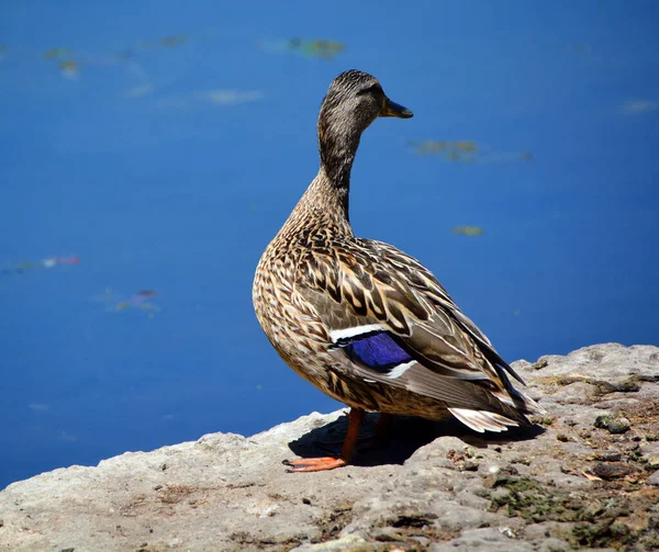 Kanadagås Branta Canadensis Familj Stor Vild Gås Art Med Svart — Stockfoto