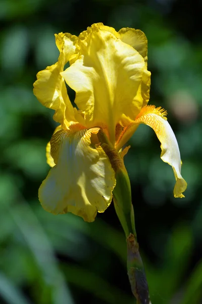 Giglio Barbuto Una Pianta Fiore Nel Genere Hemerocallis Hanno Allevato — Foto Stock