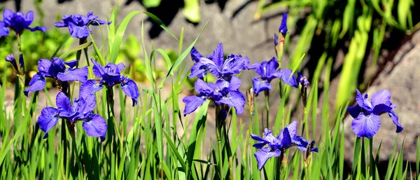 ひげを生やしたユリは ヘメロカリス属の開花植物で 彼らの魅力的な花のために長い間繁殖したデイリリー種を持っています — ストック写真