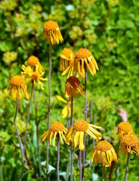 Bellissimi Fiori Gialli Giardino — Foto Stock