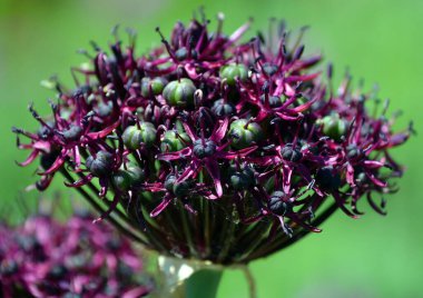 Allium, onocotyledonous çiçekli bitkilerin oluşturduğu ve yüzlerce türün bulunduğu bir cinstir. 