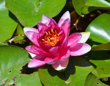 Nilüfer çiçeğinin yakınındaki gölette. Nymphaeaceae çiçekli bir bitki familyasıdır.