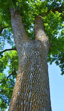 Quebec, Kanada 'da bahar mevsiminde dipten gelen ağaç