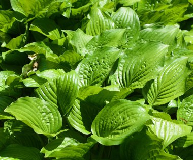 Yeşil çalı Hosta. Hosta gidiyor. Doğa arkaplan resmi. Güzel Hosta arka plan bırakır. 