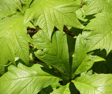 Yeşil çalı Hosta. Hosta gidiyor. Doğa arkaplan resmi. Güzel Hosta arka plan bırakır. 