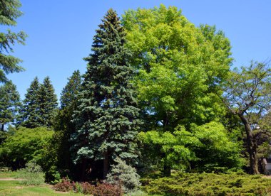 Mavi, yeşil, beyaz ladin ya da Colorado mavi ladin (Latince: 