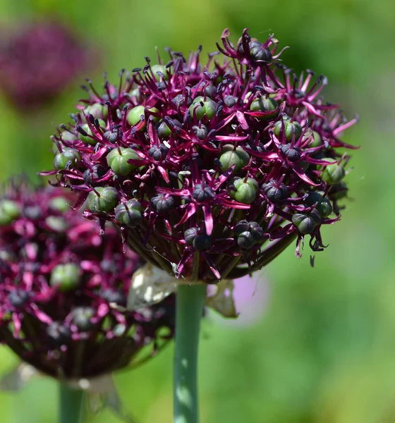 Allium Est Genre Plantes Fleurs Onocotylédones Qui Comprend Des Centaines — Photo