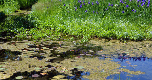 Летний сад, Монреаль, Квебек, Канада