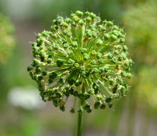 Close Green Flower Garden — Stock Photo, Image