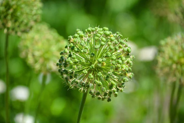 Close Flor Verde Jardim — Fotografia de Stock