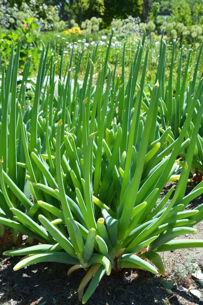 Allium Est Genre Plantes Fleurs Onocotylédones Qui Comprend Des Centaines — Photo