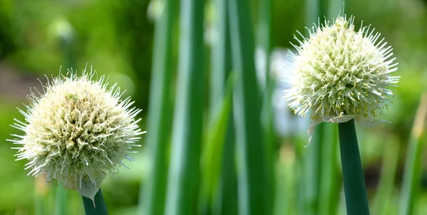 Gros Plan Fleurs Pissenlit Blancs — Photo