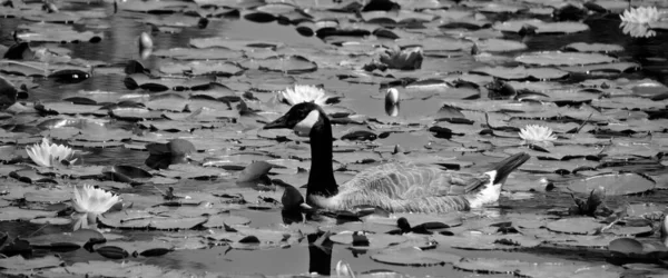 Kanadagås Branta Canadensis Familj Stor Vild Gås Art Med Svart — Stockfoto