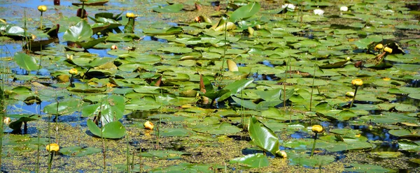 Champ Nénuphar Nymphaeaceae Est Une Famille Plantes Fleurs Les Membres — Photo