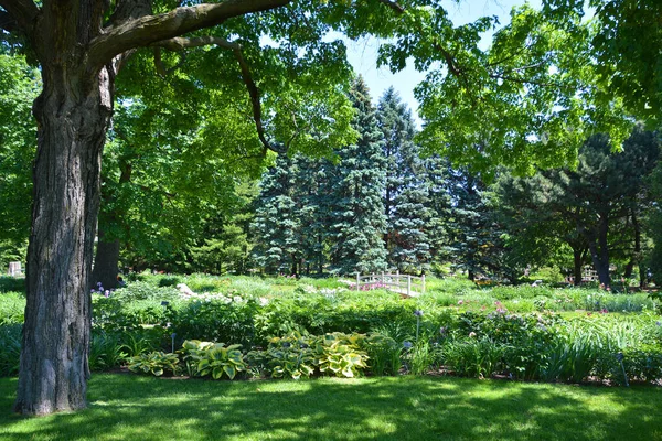 Mavi, yeşil, beyaz ladin ya da Colorado mavi ladin (Latince: 