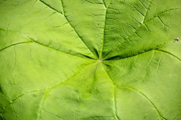 オオバコ オオバコ オオバコ オオバコ スイートコルツとも呼ばれるペタサイト ヤポニカスは草本多年生植物です — ストック写真