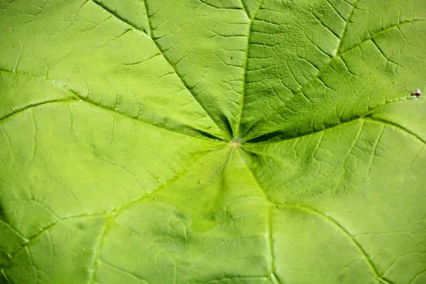 Petasieten Japonicus Ook Bekend Als Butterbur Reuze Butterbur Grote Butterbur — Stockfoto