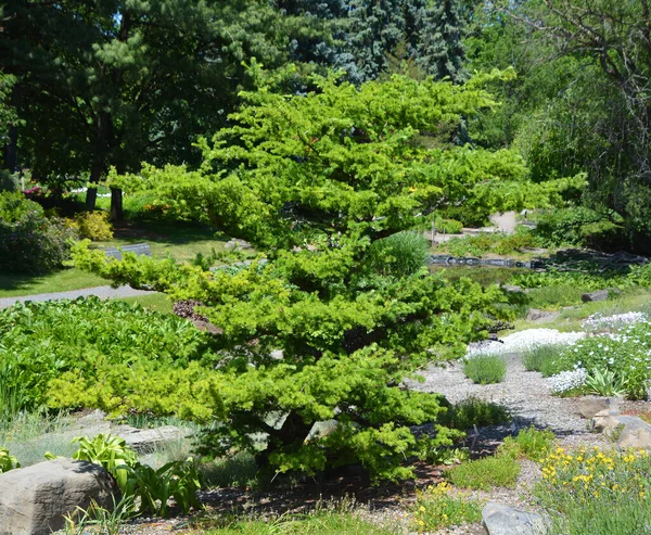 Summer Alpine Garden Landscape Montreal Quebec Canada — Stock Photo, Image