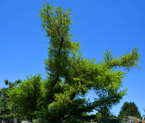 Summer Alpine Garden Landscape Montreal Quebec Canada — Stock Photo, Image