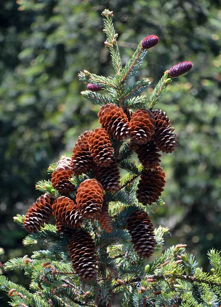 Cones Pinheiro Uma Árvore Conífera — Fotografia de Stock